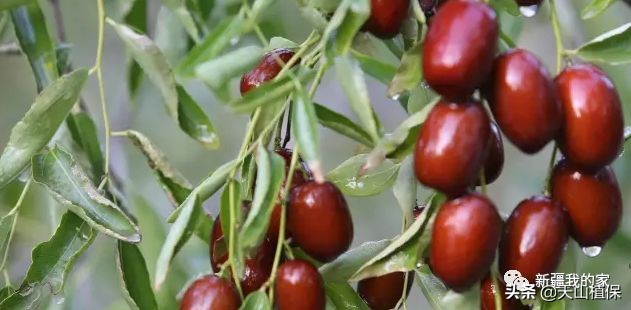 新疆南疆第一区阿拉尔地区,阿拉尔南疆重镇