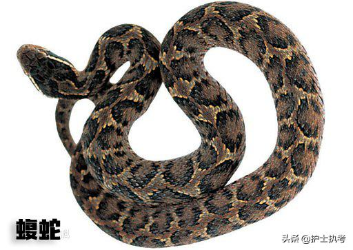 护士执业资格考试中级,护士执业资格考试网上报名