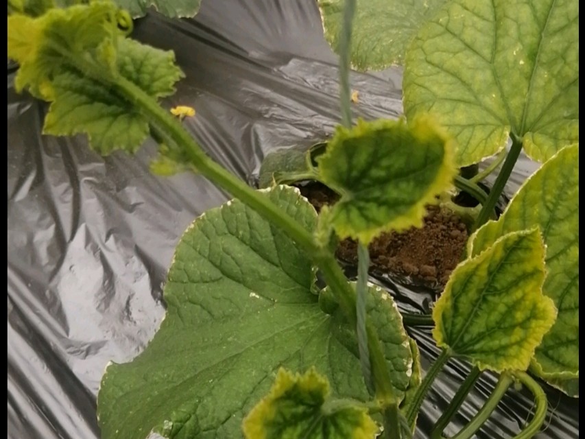 种植的黄瓜叶子发黄怎么办,黄瓜结果后会发黄干枯是什么原因