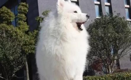 情头萨摩耶捏脸,萨摩耶捏脸视频