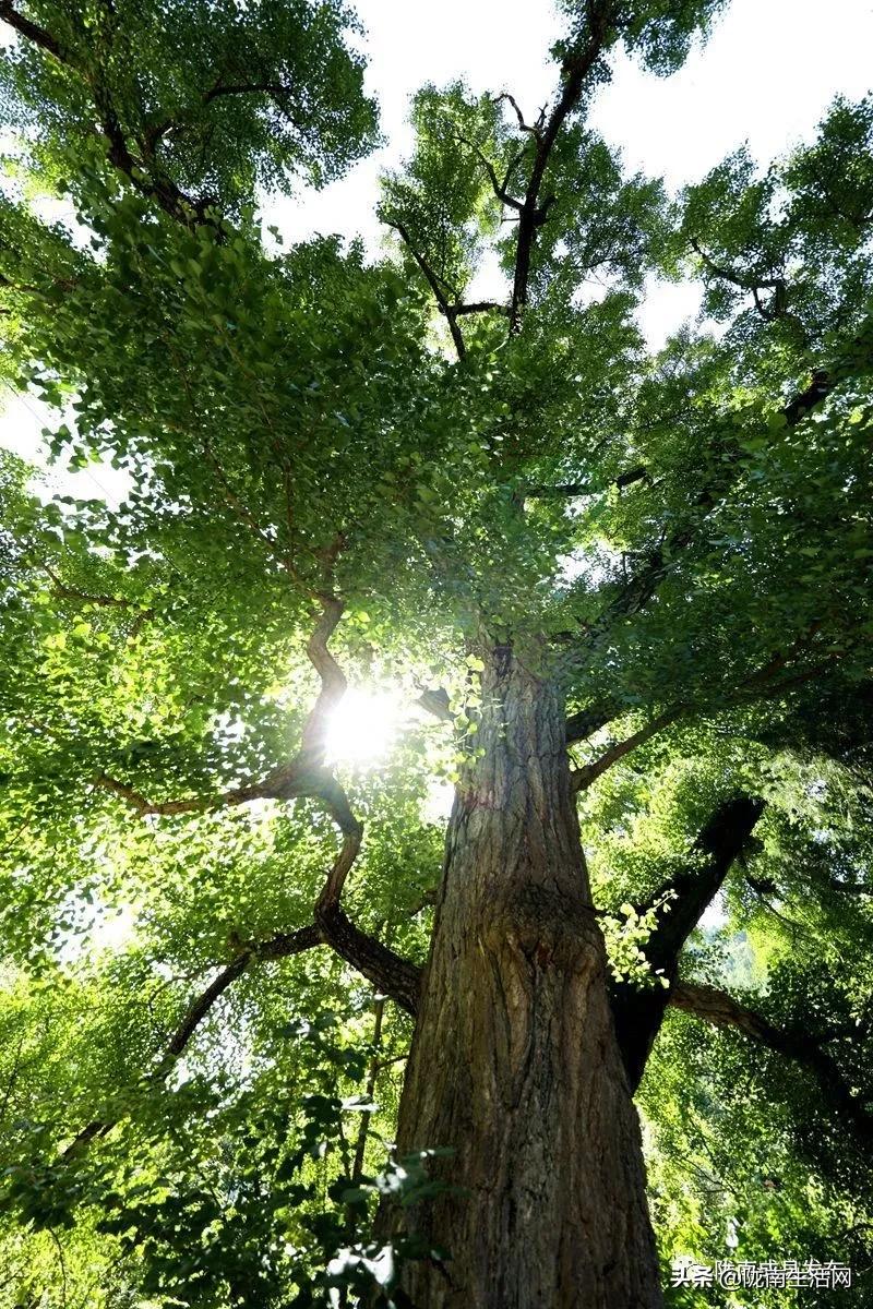 我叫成县，这是我2019年的自拍照