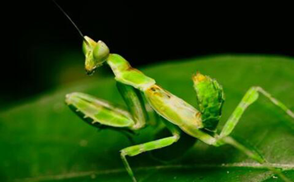 动物世界螳螂的生活习性,动物世界自相残杀视频大全