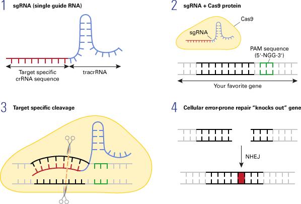 基因编辑技术的利弊,基因编辑技术目前能治疗遗传病吗