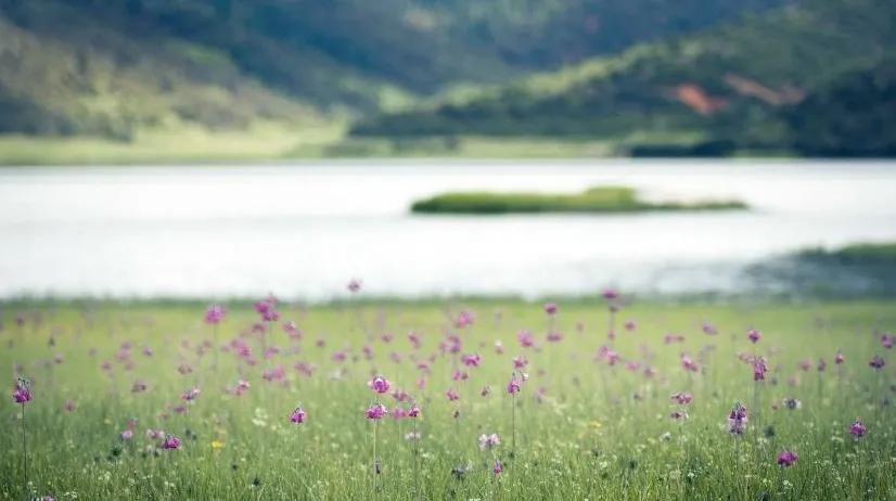 带你Get《司藤》同款神仙美景，春天的香格里拉这样玩