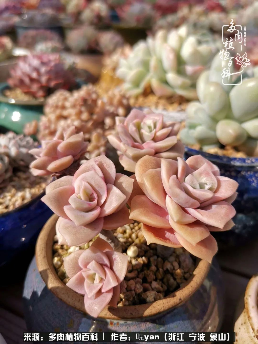 多肉初级入坑者,入坑多肉