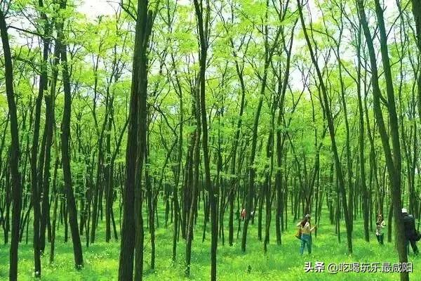 陕西哪三个县被评为天然氧吧,陕西中国天然氧吧之城