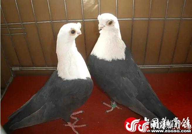 北京鸽哨制作,北京鸽哨晨曲