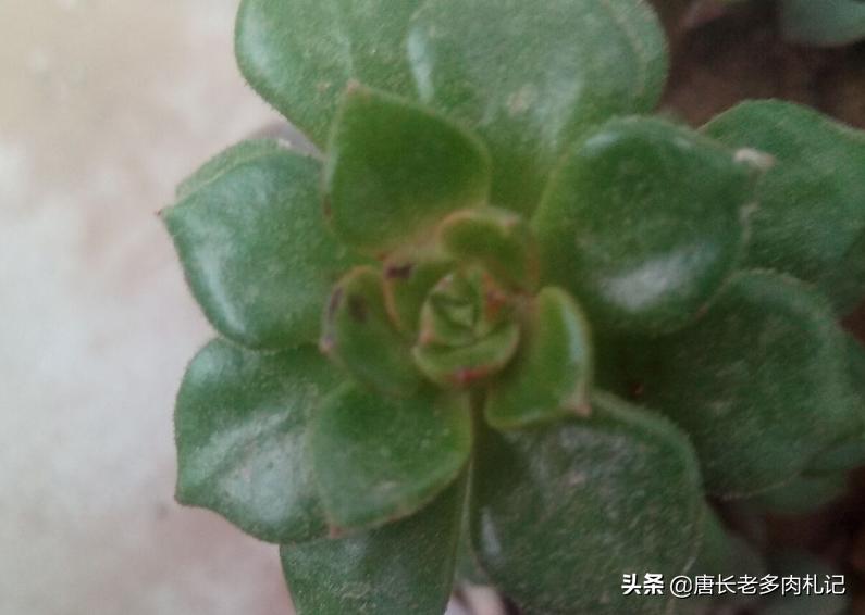 多肉蒂亚根坏了怎么办,多肉蒂亚生虫了怎么办