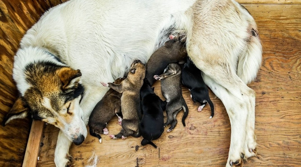 狗狗第一次怀孕主人该怎么办？这六点帮你做好准备，迎接新生命
