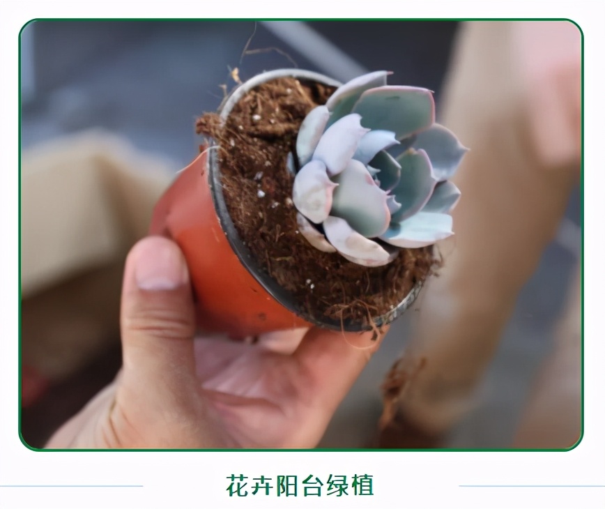 现货批发椰糠栽培基质,进口优质椰糠基质