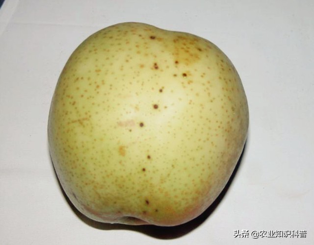 果实套袋的利与弊,果实套袋的好处