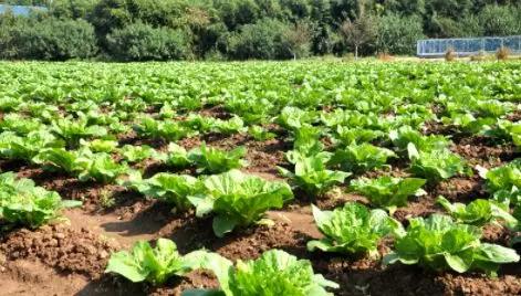 如何种植才能避免重茬一看就明白,种植重茬好还是换茬好