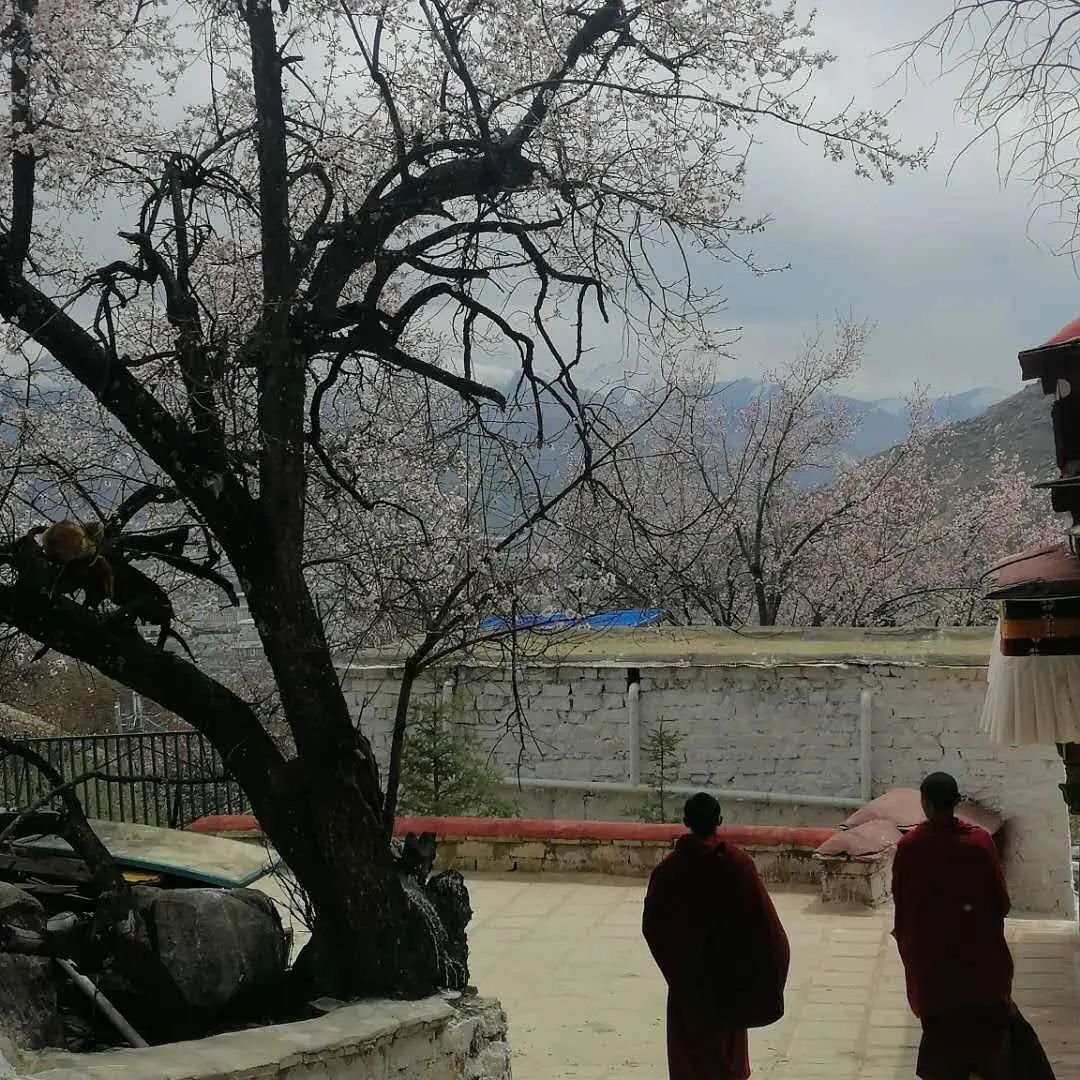 拉萨帕崩岗寺攻略,拉萨旅游攻略藏梵阁