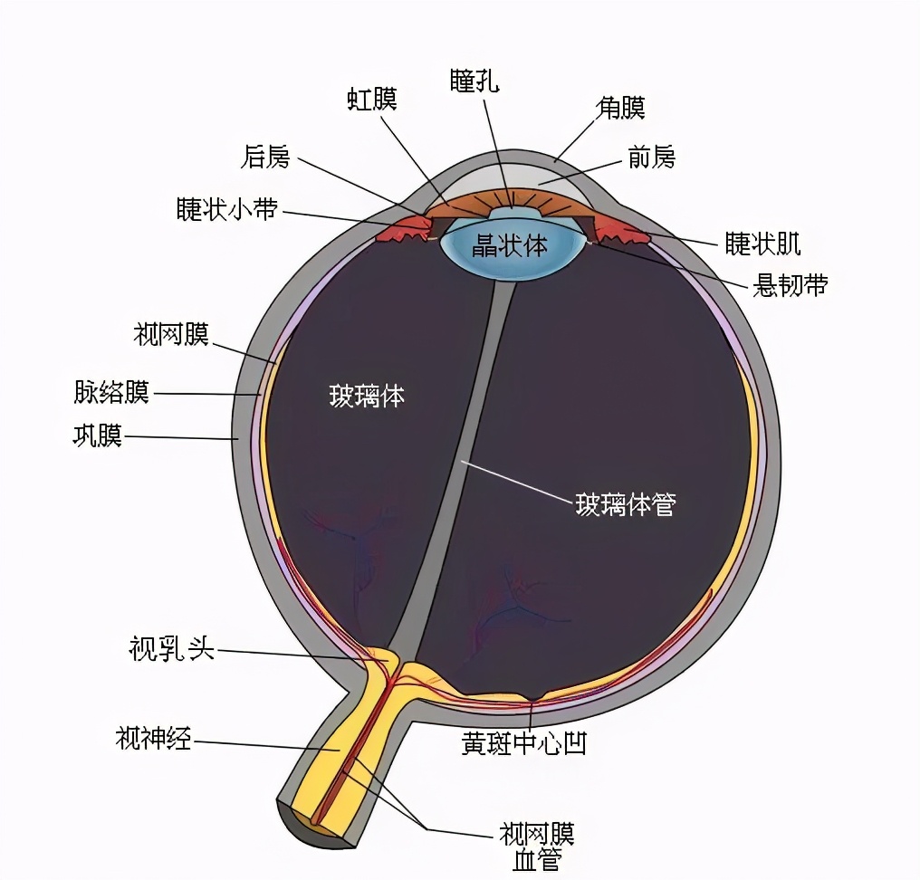 小眼睛不讨人喜欢,小眼睛的人看见不顺眼