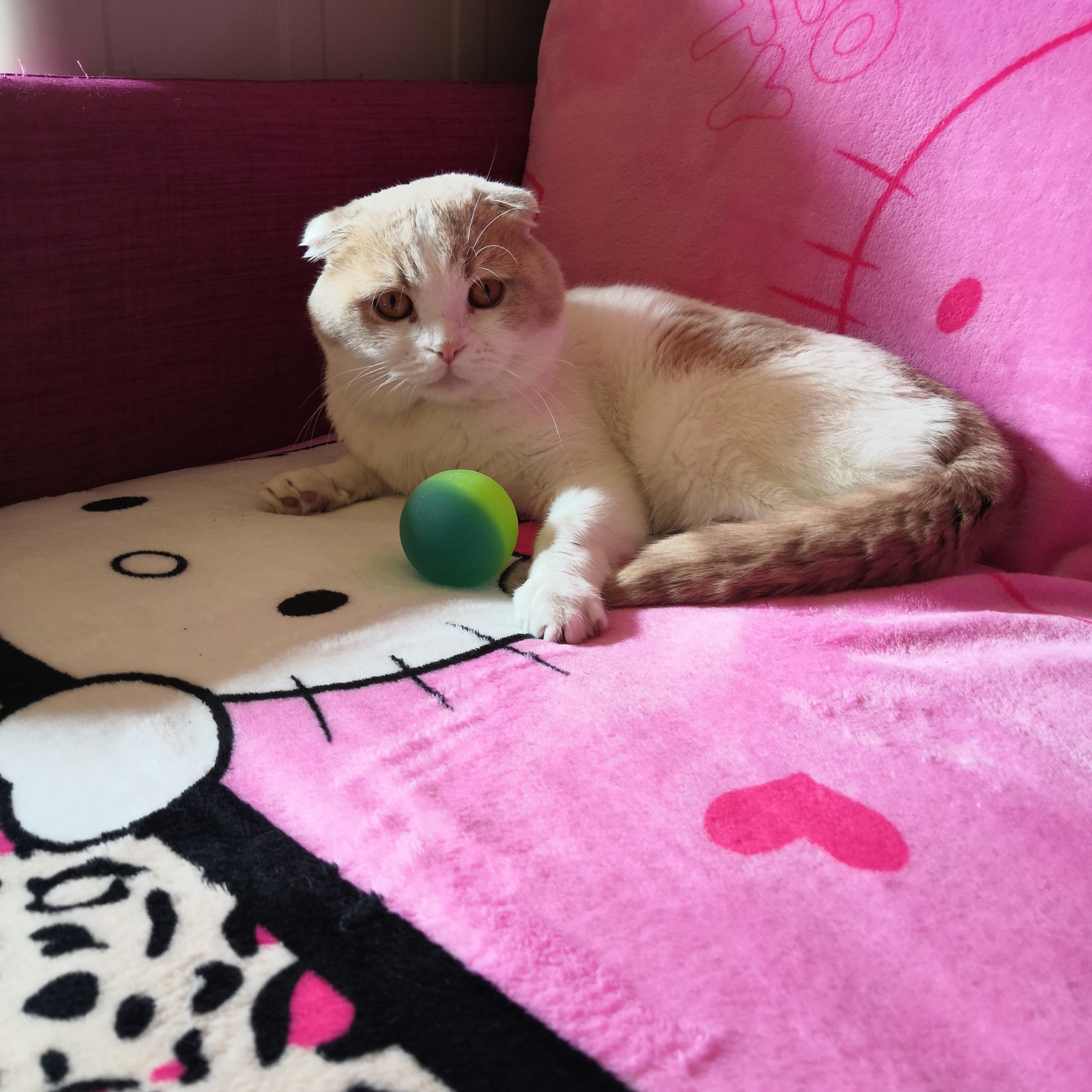 新手宠物推荐平价猫粮品牌,宠物猫粮品牌排行榜成年猫