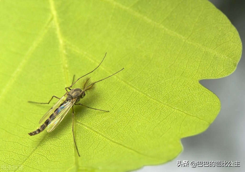 家里有孕妇怎么除蚊,家里有孕妇怎么驱蚊推荐