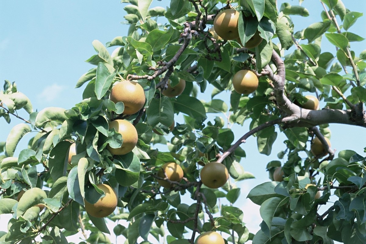 不懂病虫害,不懂预防疾病的案例