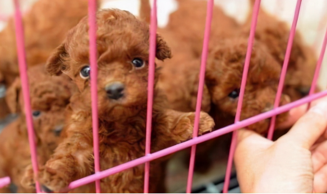 泰迪犬的8大特征有哪些,纯种泰迪犬一般都有这6个特征