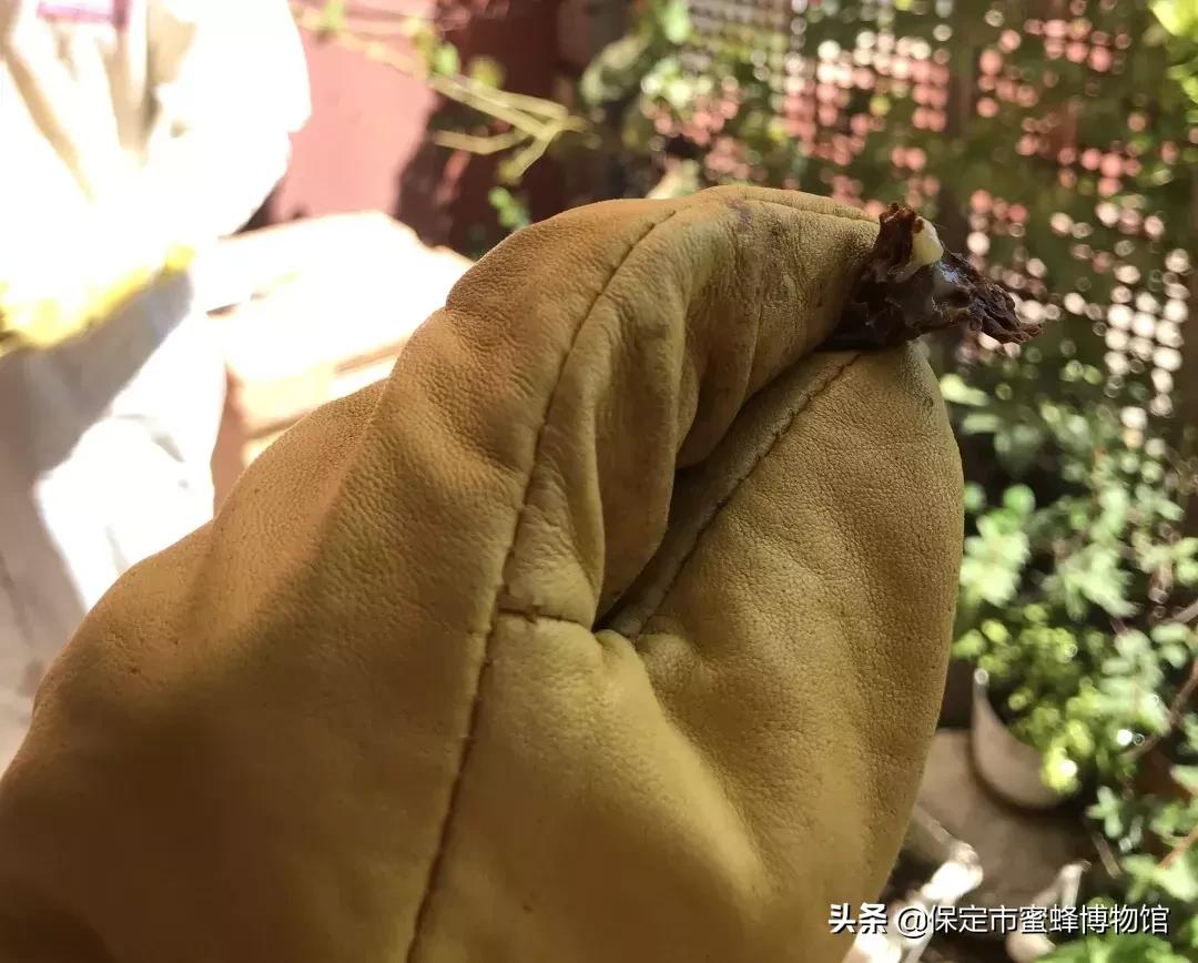 参观蜜蜂博物馆怎么样,在蜜蜂博物馆一天的感受