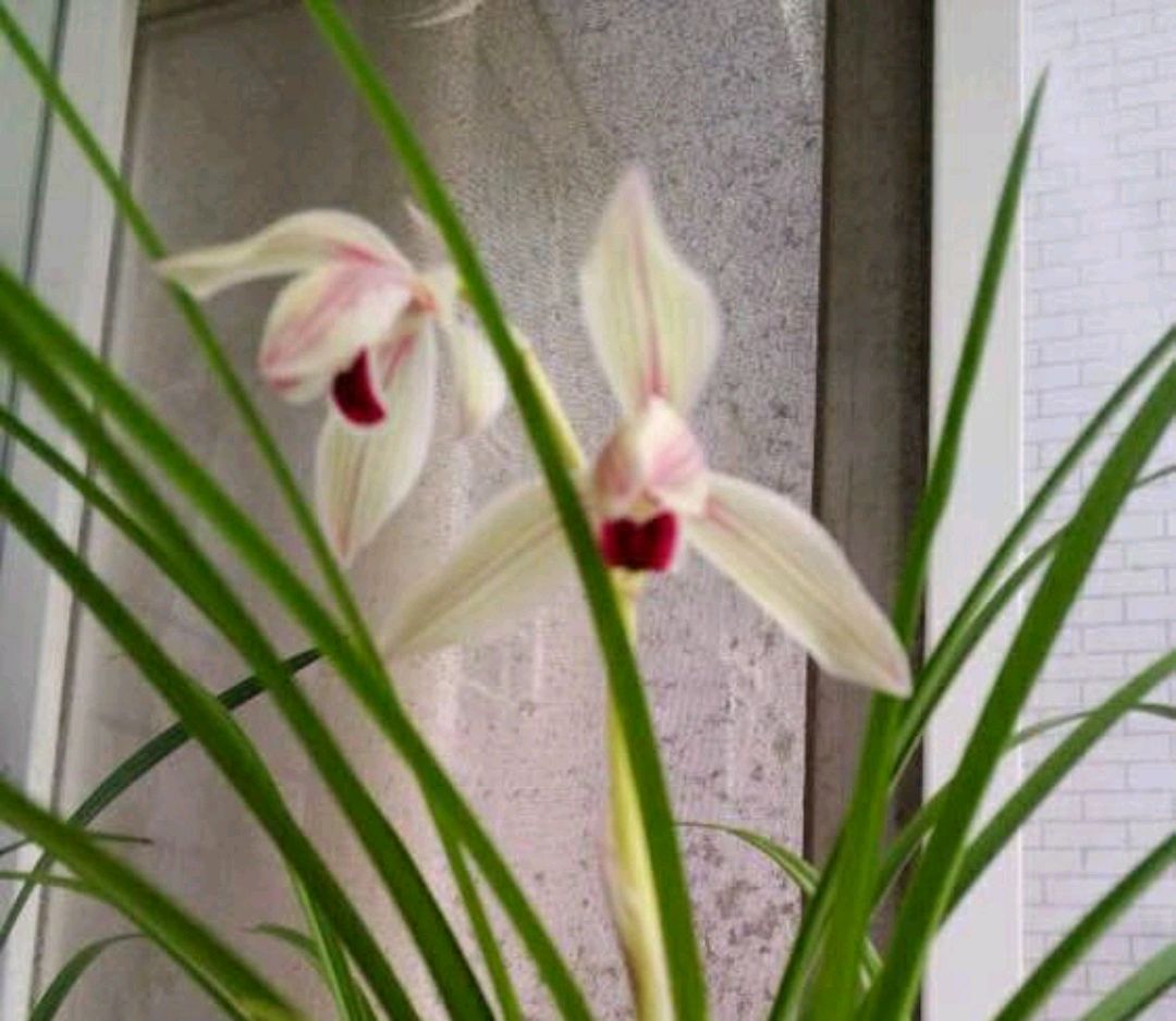 心心相印兰花叶子有什么特点,心心相印兰花怎么养才能旺盛