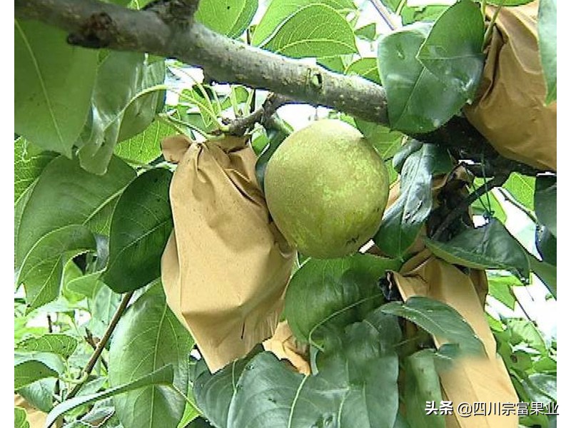 梨子果子长疙瘩打什么药,梨果面上有锈怎样治疗