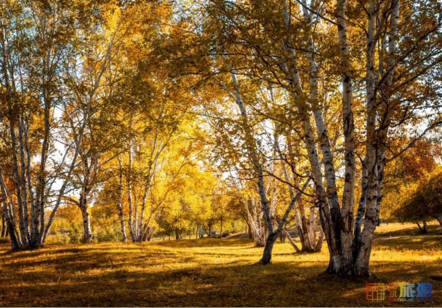 一到秋天,这里就美成了金色天堂!全世界独一份!