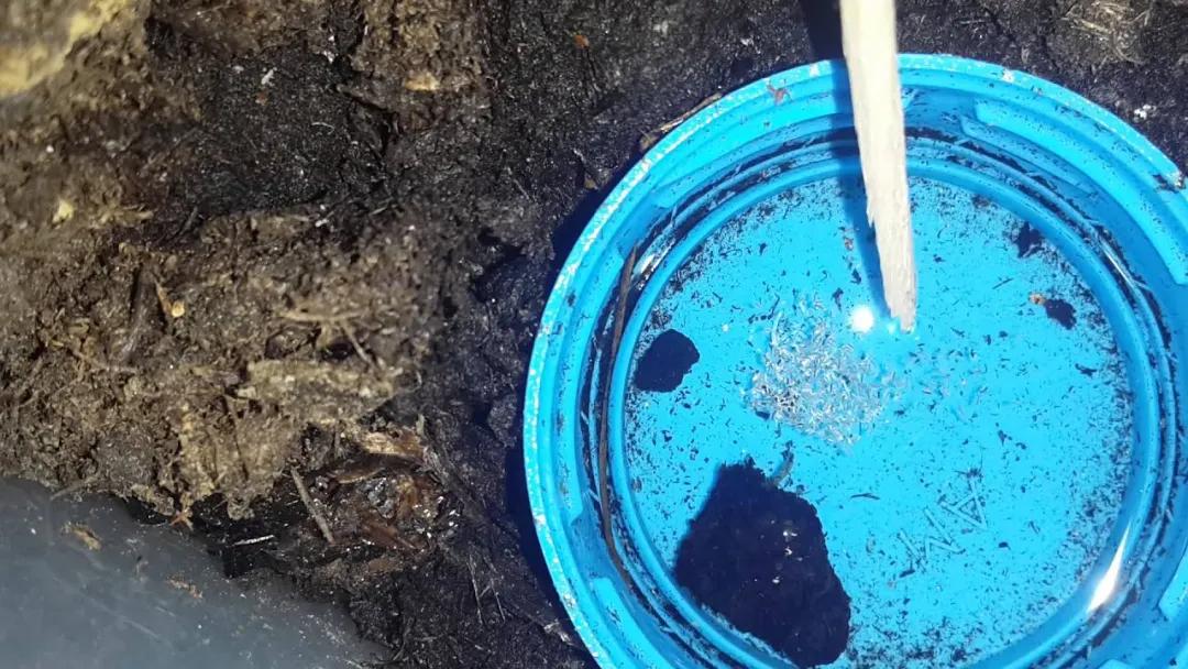 生态缸老死鱼怎么回事,生态缸老是死鱼是什么原因