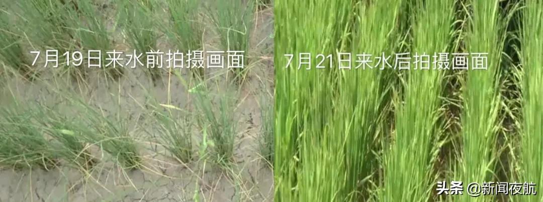 10万亩农田被淹村民盼望洪水退去,洪灾淹没的农田水稻怎么处理