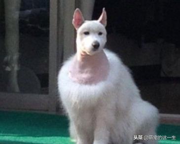 天气热了狗狗如何防暑,天气渐热养狗狗要注意以下几点