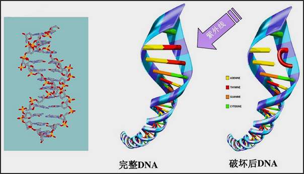 紫外线消毒对哪些病毒无效果,紫外线消毒灯可以消灭病毒吗