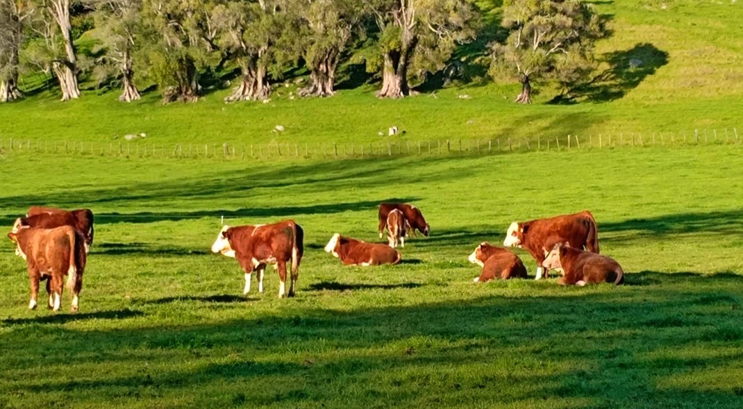 一树山,我的精神家园