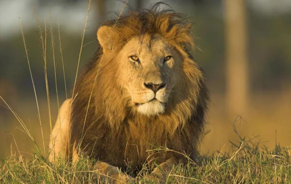 棒打狮子,棒打石狮子