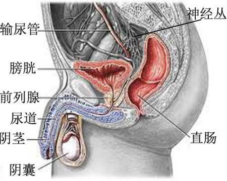 直肠癌术后为什么小便次数多,为什么直肠癌术后大便会变细