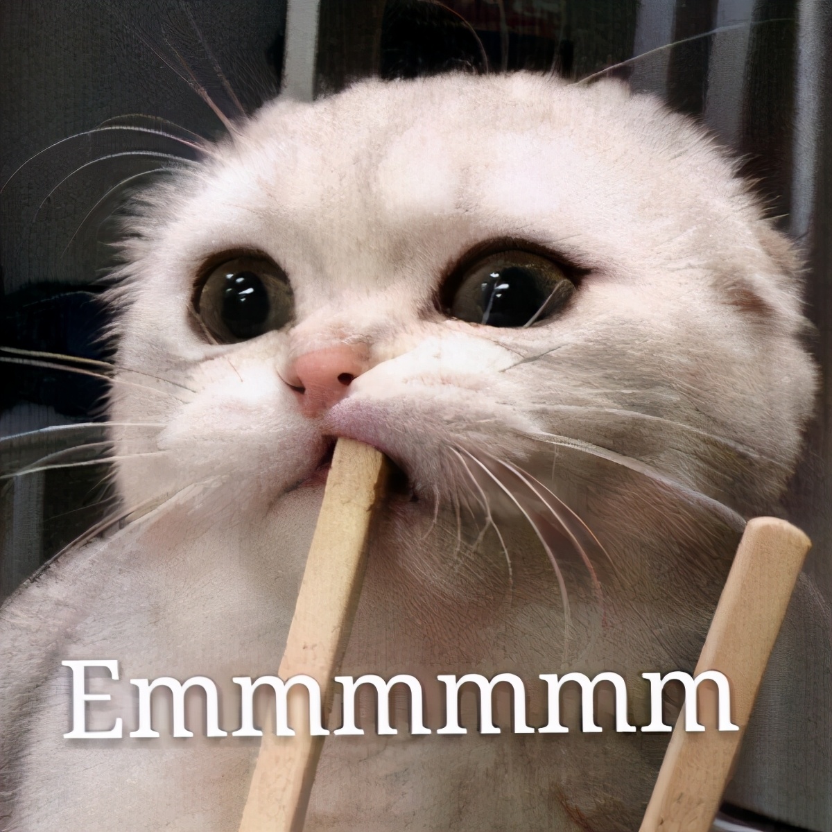 别再给猫咪喂食“这些食物”了,一不小心,命都没了