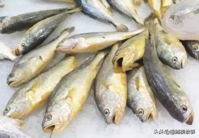 曾是四大海产之一，靠叫声互相识别，却被人类用噪声团灭