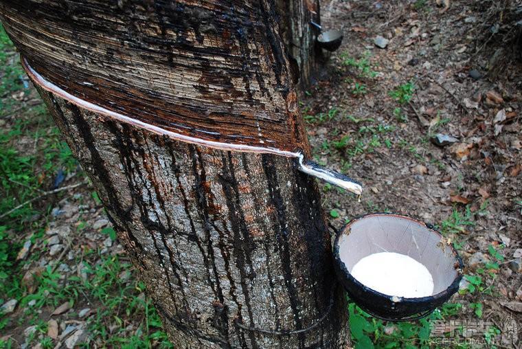 橡胶树一年产多少橡胶,轮胎的原材料是橡胶树吗