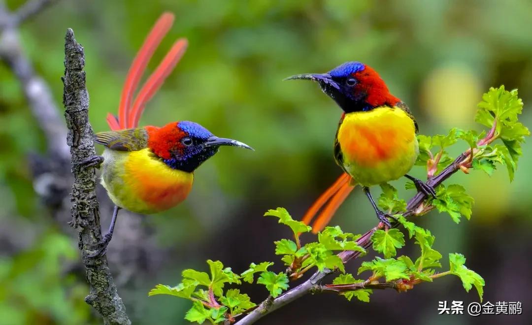 为什么云南女人长相好看,云南真的很漂亮吗