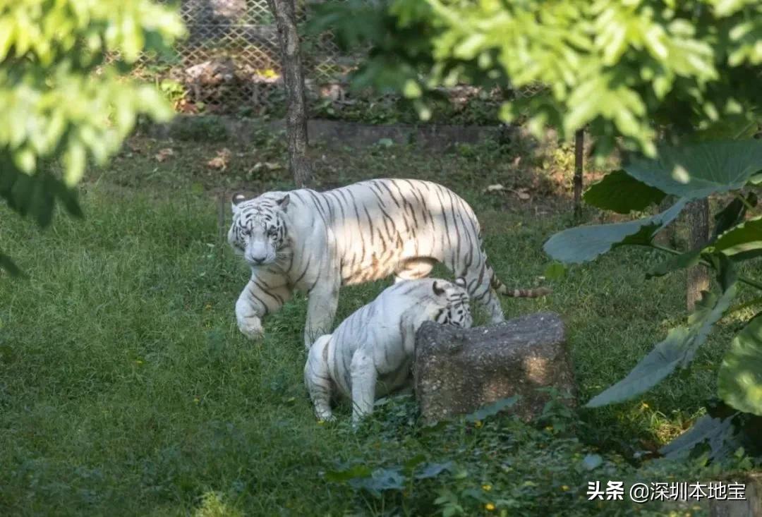 晚上去哪玩？深圳景点夜场活动不少！门票还有优惠