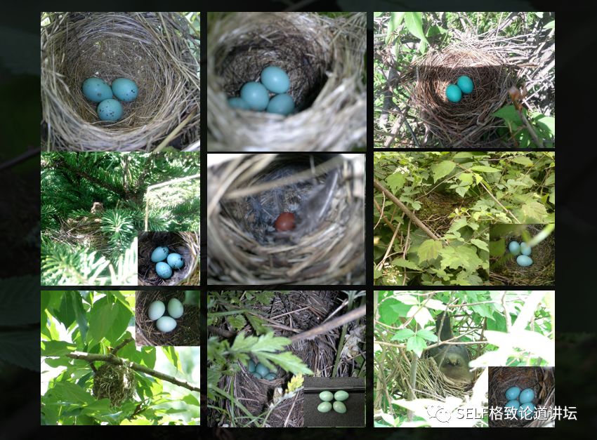 科学家如何观察植物,鸟类的研究方法