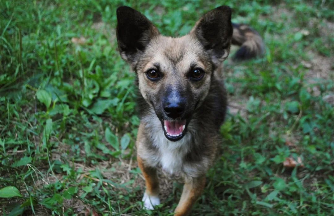 狗狗要送人了舍不得怎么办,狗狗不想要该怎么处理