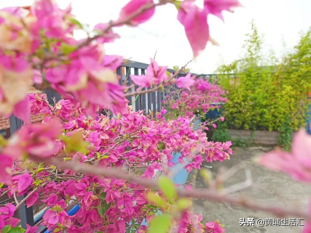 黄埔古港打卡点,黄埔古港广州打卡圣地