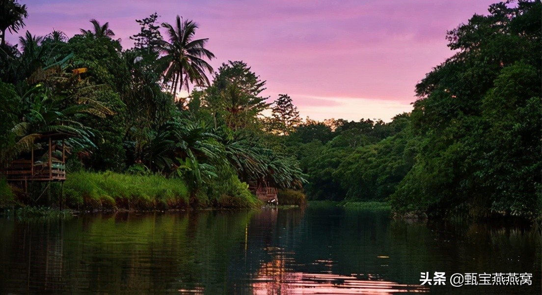 怎么区分泰国马来印尼的燕窝,燕窝是泰国的还是马来西亚的好