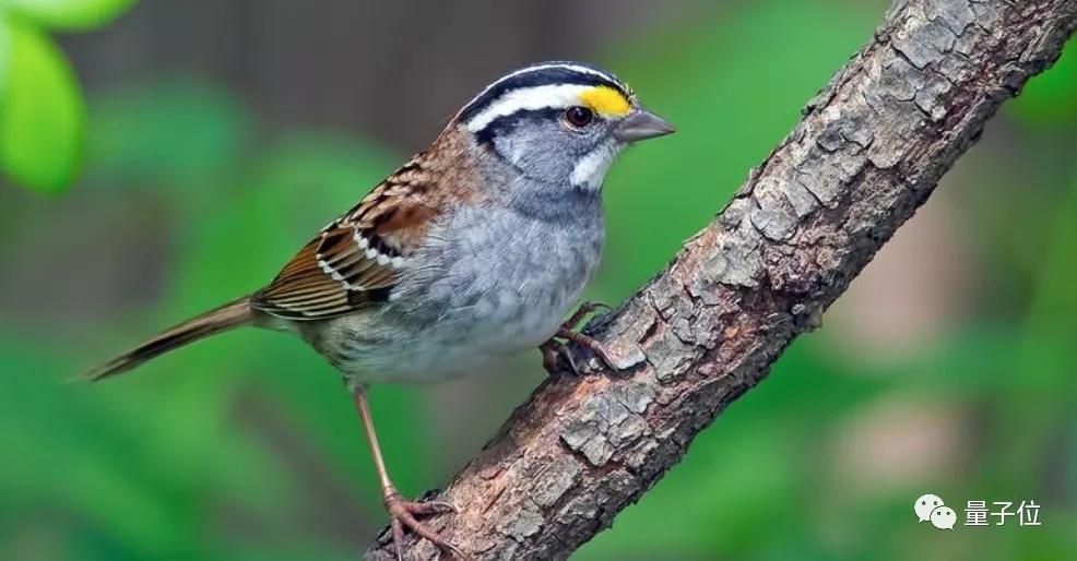 win11被恶意软件侵入电脑,苹果系统被恶意入侵