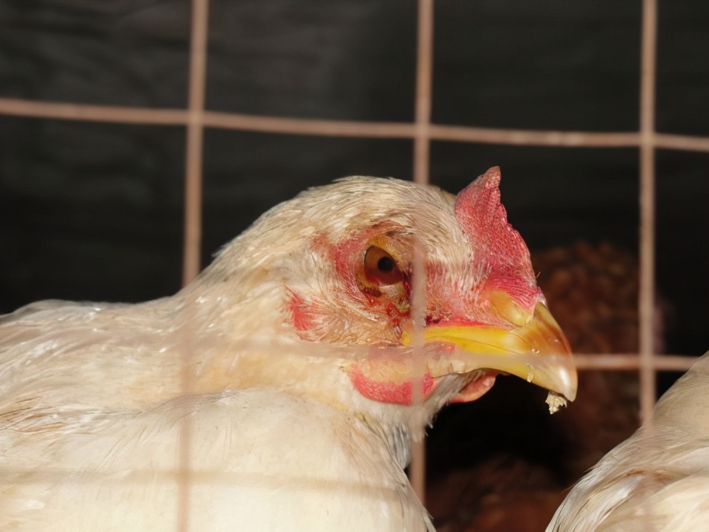 鸡冠发紫是什么病怎么办,鸡冠发紫用什么药医治