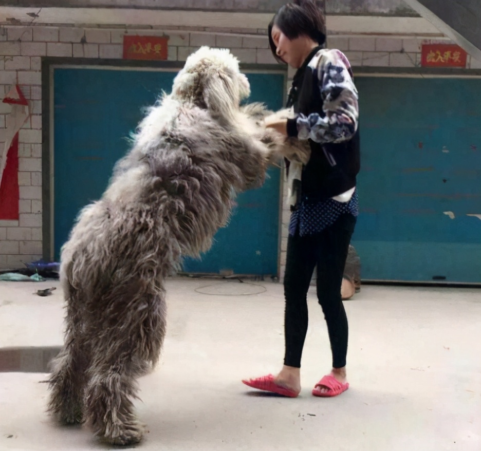 盘点那些“粘人精”的狗狗，上厕所也不放过你