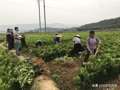 怎样提高刚栽柑橘苗的成活率,柑橘苗栽植时如何消毒