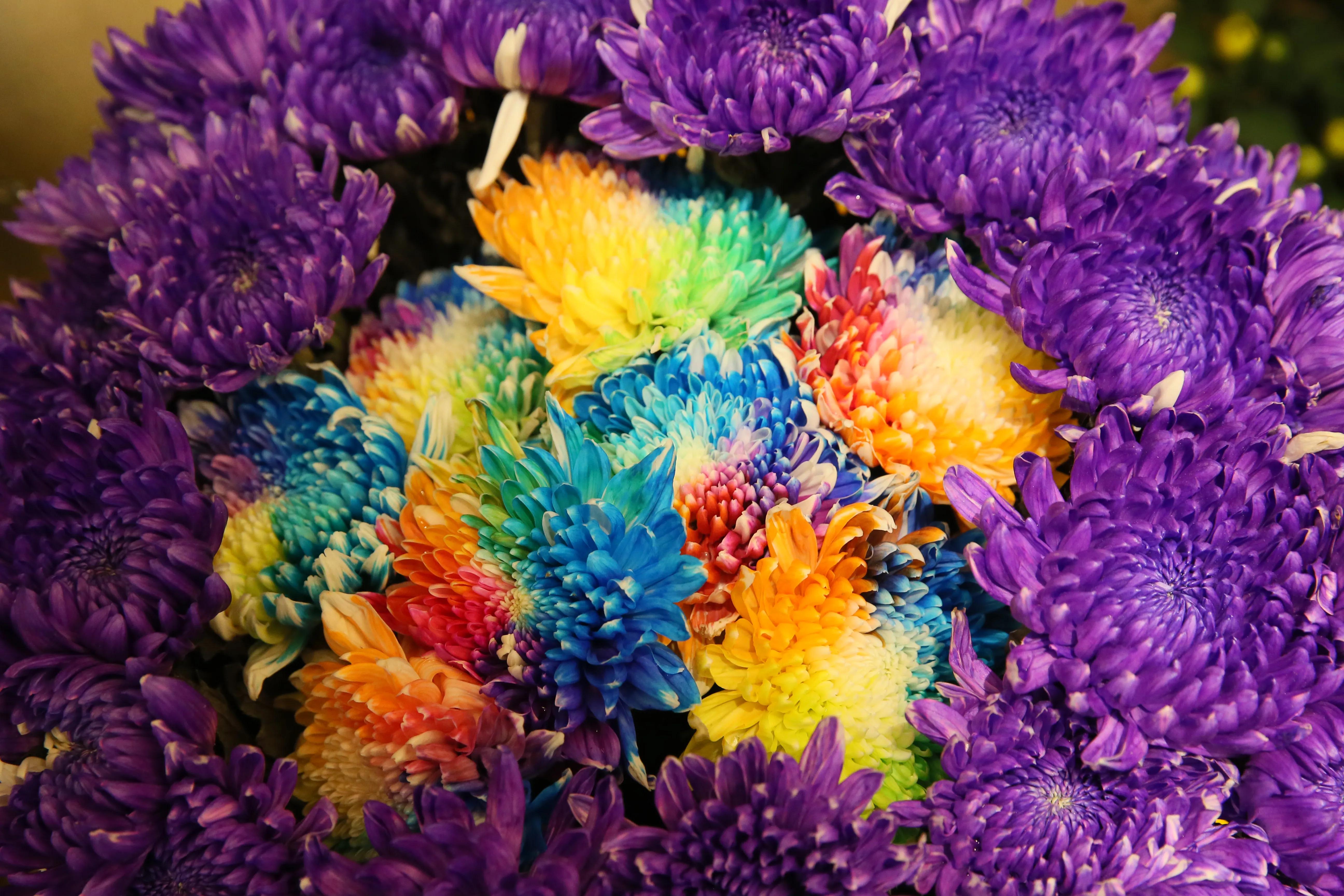 开封第十届国际菊花展8k高清视频,开封菊花文化节隆重开幕