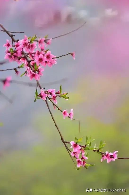 鏁ｆ枃鍐ぉ鐨勯,鏆栨殩鐨勯鏁ｆ枃