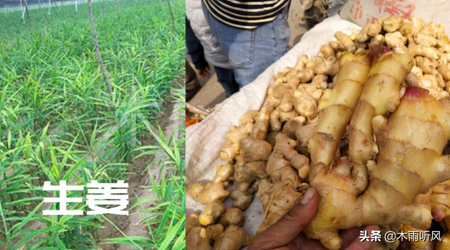 生姜种植技术和追施什么肥料,种植生姜整个过程施肥的技术指引