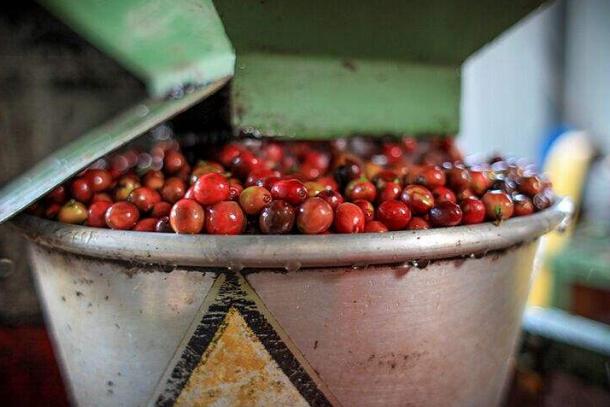 咖啡豆怎样鉴别？海马社团咖啡教你品鉴咖啡豆